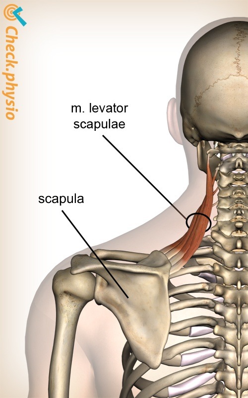 head neck levator scapulae muscle