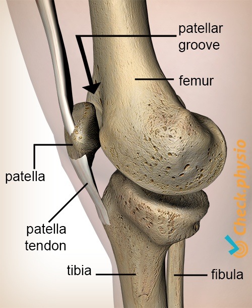 knee facies patellaris femoris groove patella kneecap