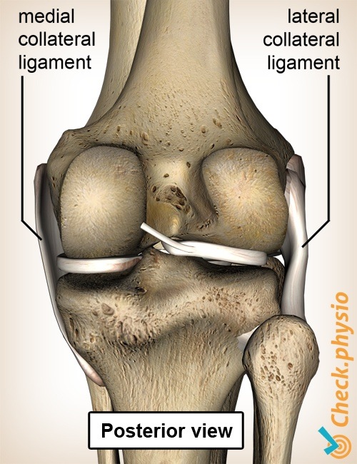 knee ligaments medial lateral knee ligament posterior view