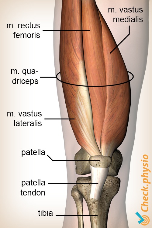 knee quadriceps muscle rectus femoris vastus lateralis medialis anatomy