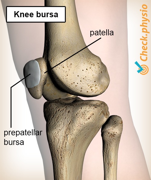 knee prepatellar bursa