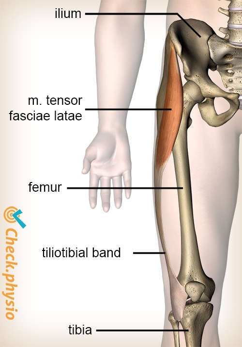 knee iliotibial band tensor fasciae latae muscle