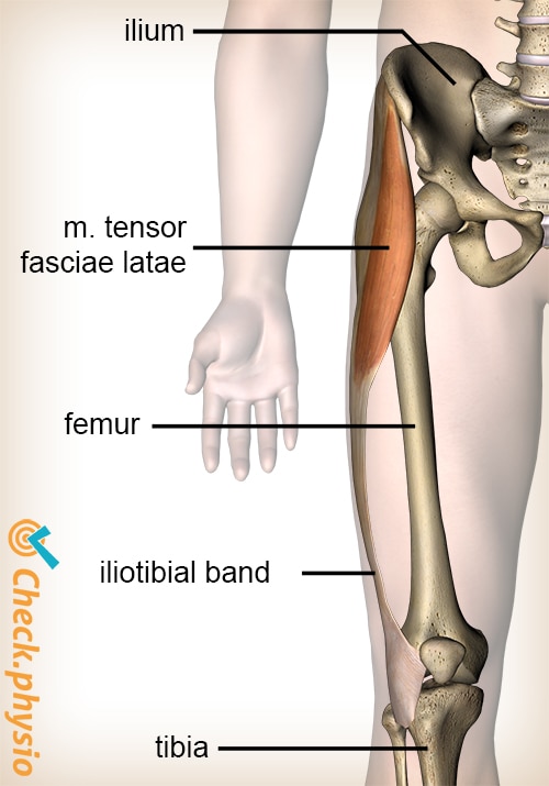 knee iliotibial band tensor fasciae latae muscle