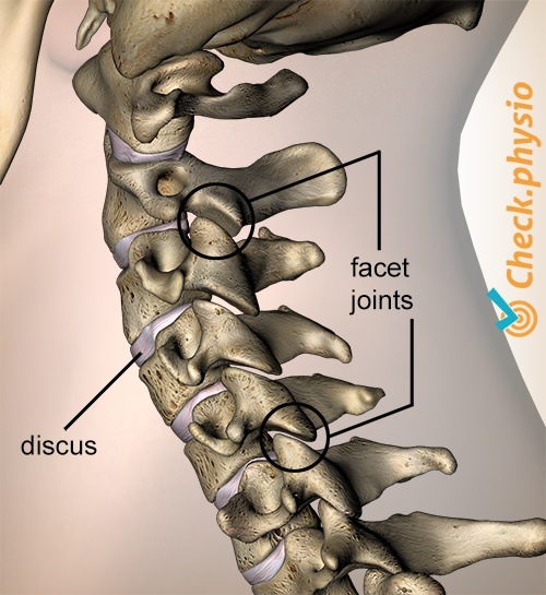 neck facet joints lateral view disc