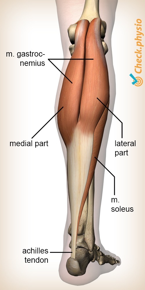 lower leg calf muscle gastrocnemius anatomy