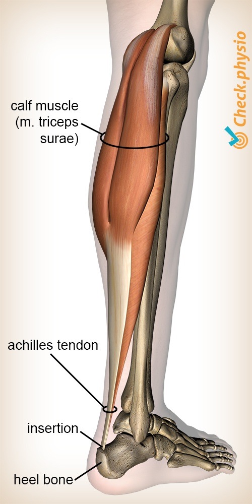 lower leg triceps surae calf muscle achilles tendon