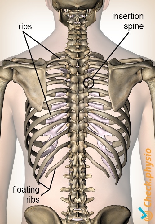 Back on sale rib pain