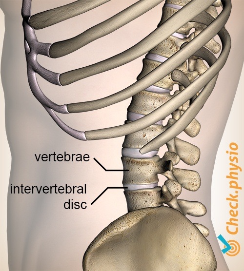 back spinal column spine vertebra intervertebral disc lateral view