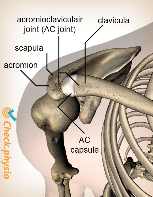 shoulder acromioclavicular ac joint ligament top