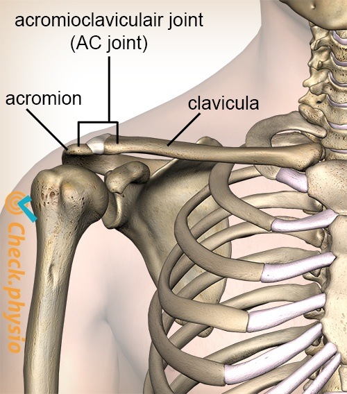 shoulder acromioclavicular ac joint ligament front