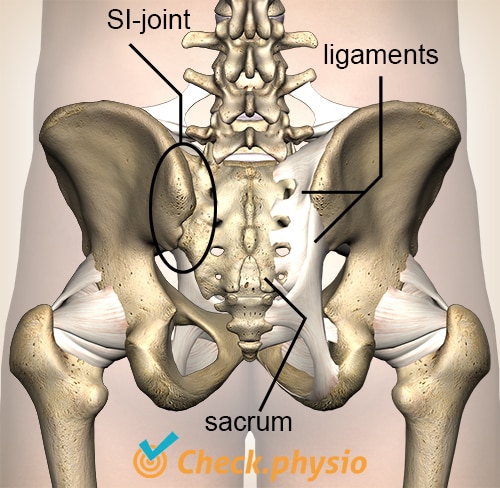 pelvis posterior view capsule SI joint ligaments