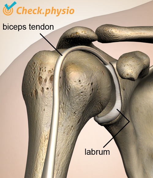shoulder labrum biceps