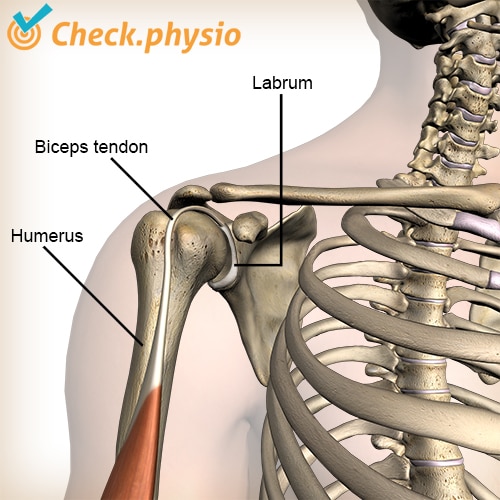 shoulder labrum biceps