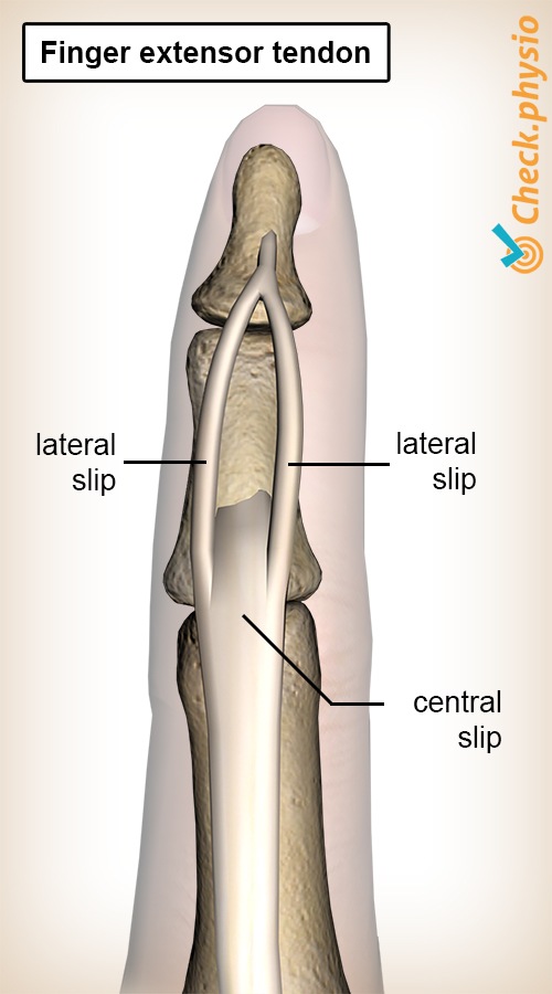 finger extensor tendon slips central lateral slip