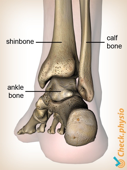 foot dorsal fibula tibia anatomy