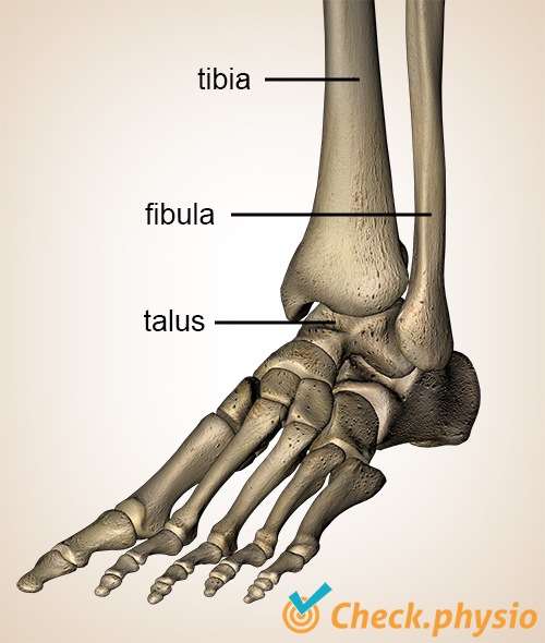 foot ankle ventral tibia fibula