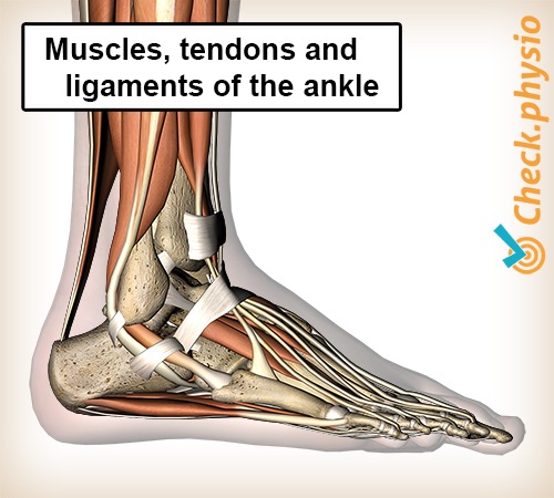 foot lateral muscles tendons ligaments ankle