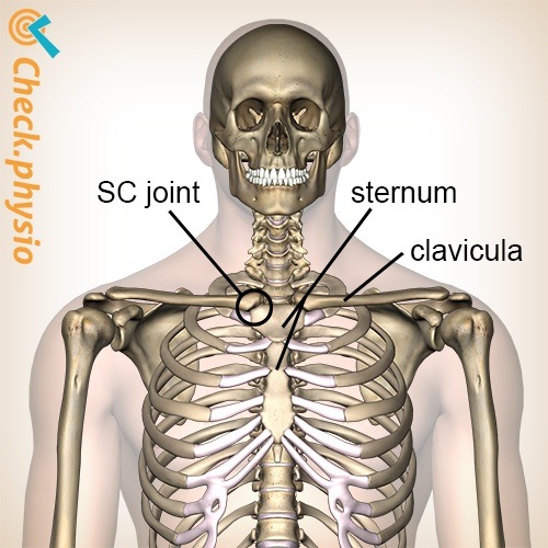 chest sternoclavicular joint location sternum clavicula collar bone