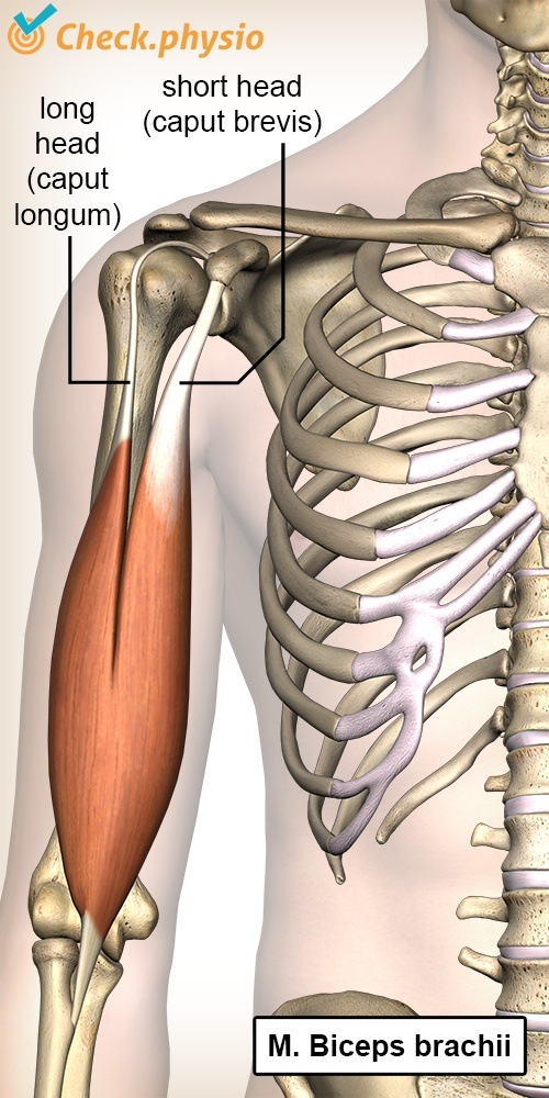 upper arm biceps brachii caput longum long head brevis short head anatomy front