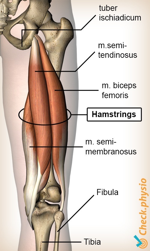 upper leg thigh hamstring muscle semimembranosis biceps femoris semitendinosus ischiadic tubercle