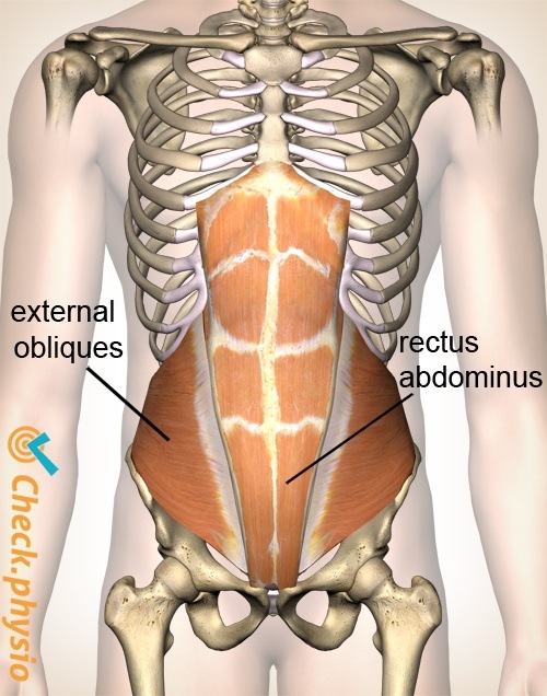 abdomen oblique abdomen straight abdomen