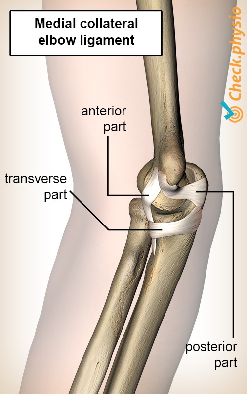 elbow medial collateral ulnar ligament anterior posterior transverse part