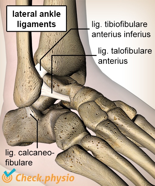 ankle talofibular calcaneofibular tibiofibular ligaments anatomy
