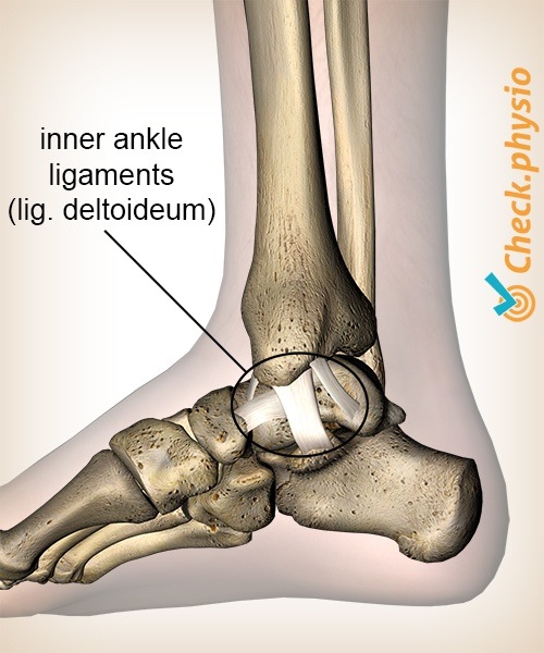 ankle inner medial deltoid ligament