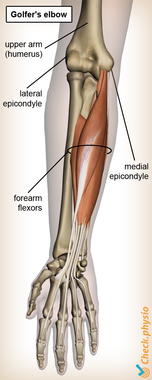 arm golfers elbow anatomy