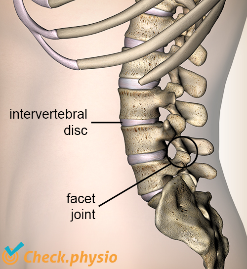 back facet joint intervertebral disc vertebra lateral side view