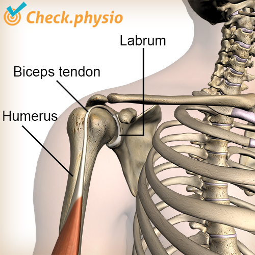 shoulder labrum biceps