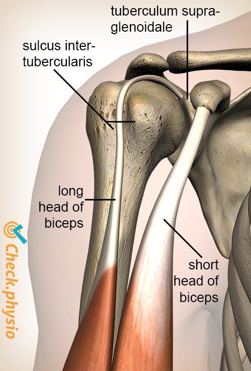 afbeelding_alt_schouder-sulcus-intertubercularis-tuberculum-supraglenoidale-biceps-brachii-caput-longum-breve