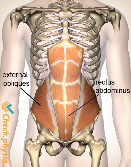 Can You Pull A Stomach Muscle From Coughing Pain In The Abdominal Muscles Physio Check