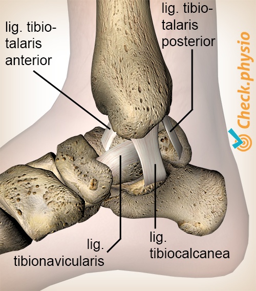 Medial ankle ligament injury | Physio Check