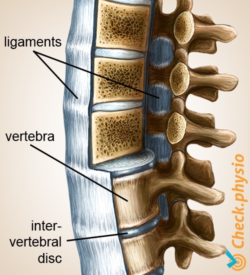 back spine ligaments vertebrae intervertebral disc