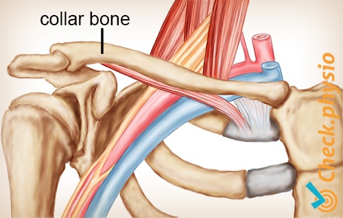 shoulder arm hand tos collar bone ribs