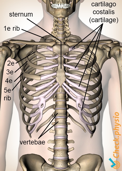tietze tietzes syndrome costochondritis anatomy rib cartilage cartilago costalis
