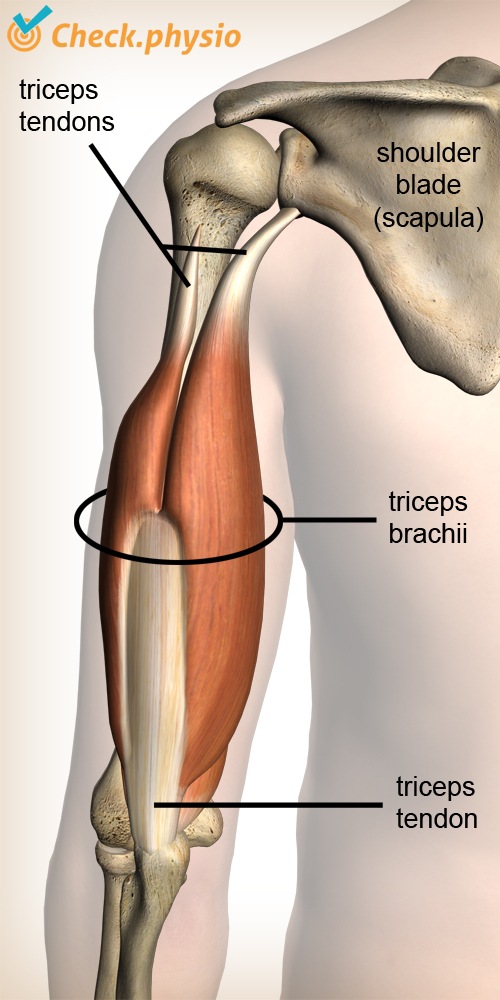 upper arm triceps muscle tendons scapula shoulder blade elbow