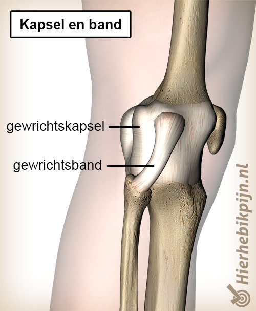 Knie kapsel band