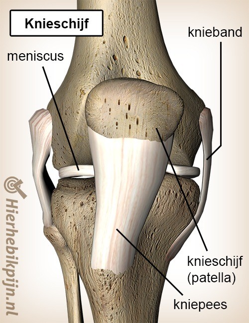 Knie knieschijf patella kniepees knieband meniscus